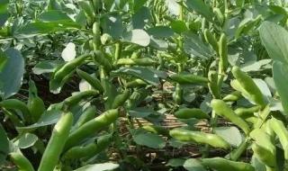 江苏蚕豆种植时间和方法 蚕豆的种植方法